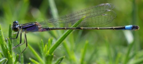 Ischnura elegans